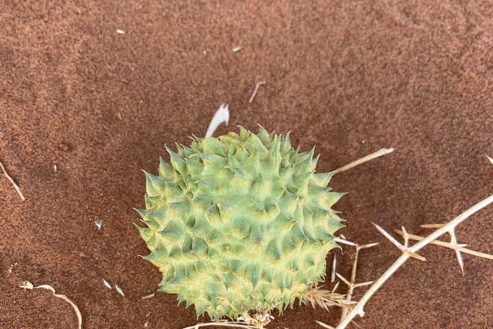6-Day Namibia Desert and Wildlife Safari: Sossusvlei Dunes to Etosha Game Drives photo 3