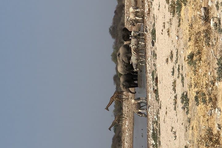 6-Day Namibia Desert and Wildlife Safari: Sossusvlei Dunes to Etosha Game Drives photo 4