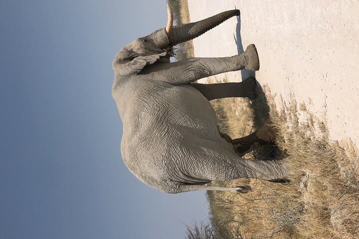6-Day Namibia Desert and Wildlife Safari: Sossusvlei Dunes to Etosha Game Drives photo 5
