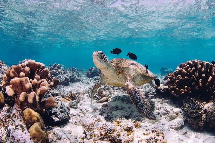 Abu Dabbab Turtle Snorkel: Swim with Turtles & Dugongs from Hurghada photo 3
