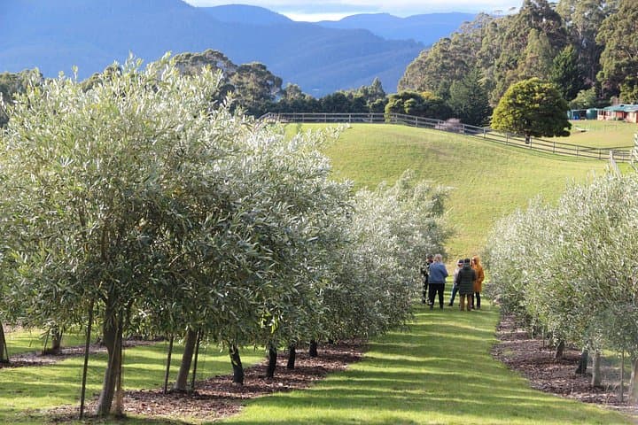 Savor the Valley: Santa Ynez Cattle Ranch to Olive Grove Farm Experience photo 3