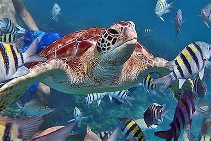 Private San Pedro to Caye Caulker Snorkel — Hol Chan, Shark Ray Alley & Coral Gardens photo 3