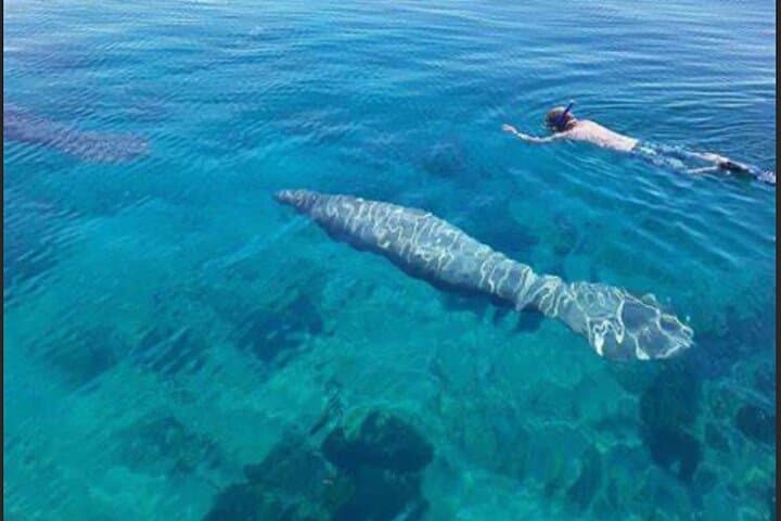 Private San Pedro to Caye Caulker Snorkel — Hol Chan, Shark Ray Alley & Coral Gardens photo 4