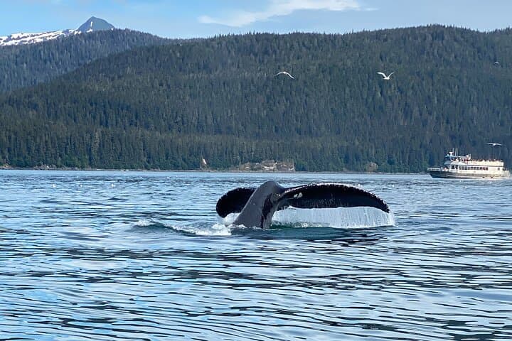Experience Juneau’s Mendenhall Glacier and Whale Watching Adventure photo 6