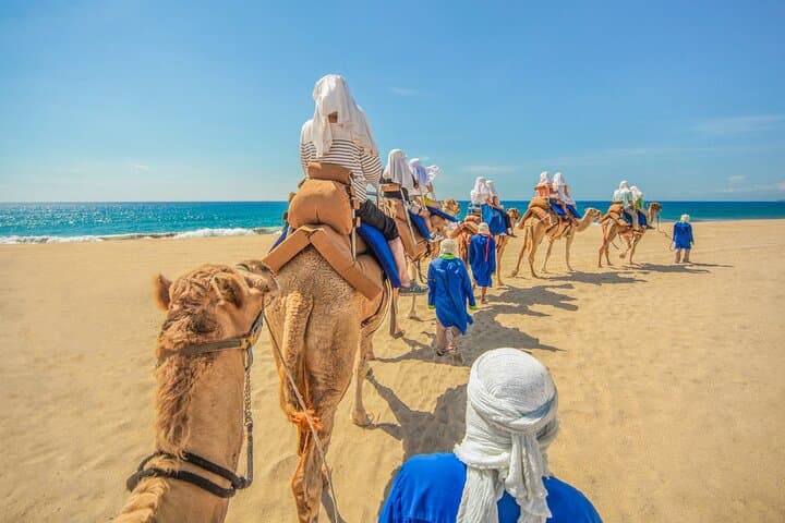 Desert Camel Ride in Los Cabos: 3-Hour Safari with Buffet & Tequila Tasting