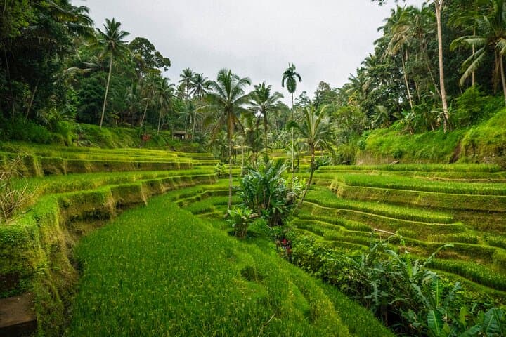 Ubud Highlights: Private Day Tour with Jungle Swing & Temple Rituals photo 4