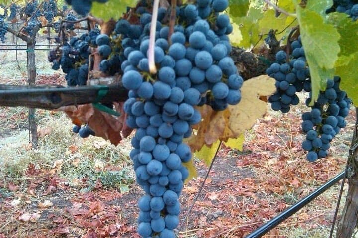 Private Napa Valley Wine Tour with Premium SUV Transportation photo 3