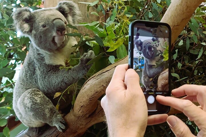 Blue Mountains After-Hours: Waterfalls, Koalas & Three Sisters Sunset Tour photo 3