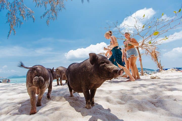 Koh Samui Speedboat to Koh Madsum & Koh Tan — Half-Day Snorkel and Beach Escape photo 2