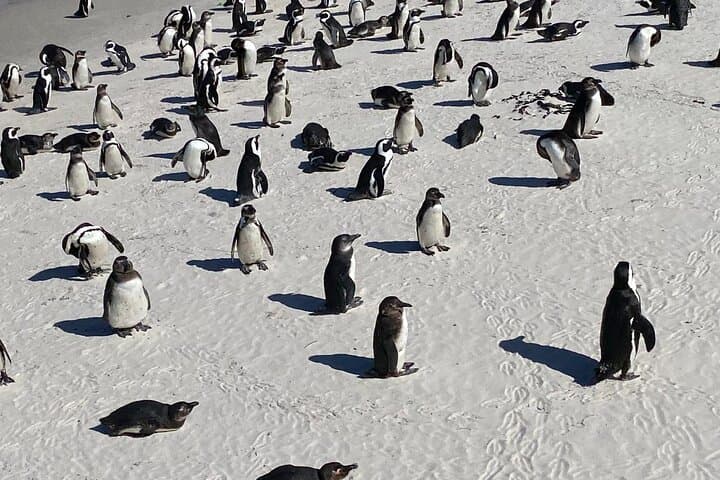 Cape Peninsula Full-Day Tour: Chapman's Peak, Cape Point & Boulders Beach Penguins