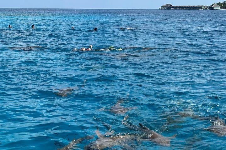 Maldives Nurse Shark & Sandbank Snorkel: Three-in-One Lagoon Adventure photo 2