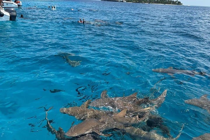 Maldives Nurse Shark & Sandbank Snorkel: Three-in-One Lagoon Adventure