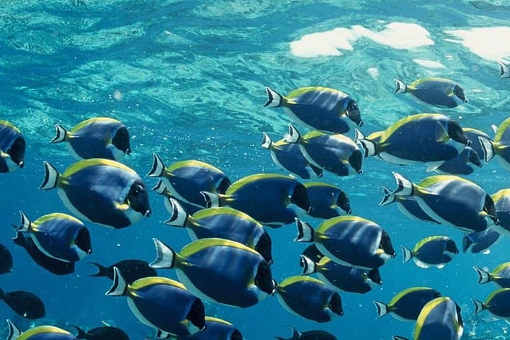 Maldives Nurse Shark & Sandbank Snorkel: Three-in-One Lagoon Adventure photo 3