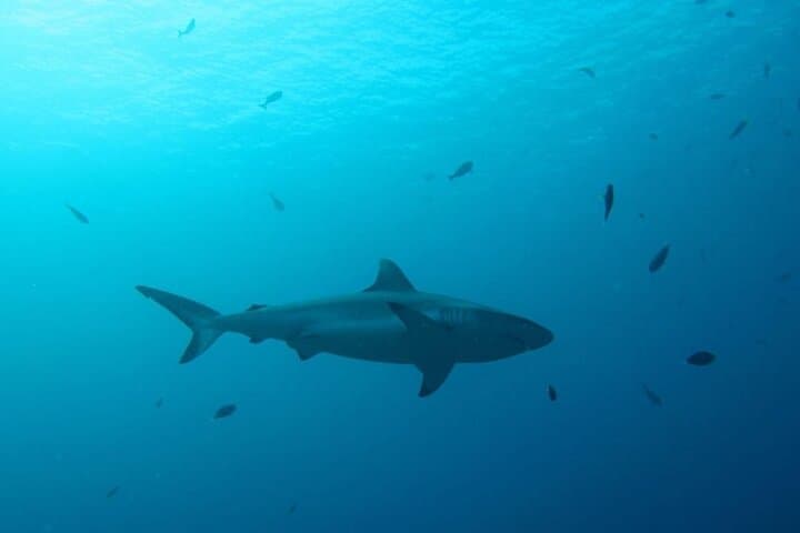 Maldives Nurse Shark & Sandbank Snorkel: Three-in-One Lagoon Adventure photo 4