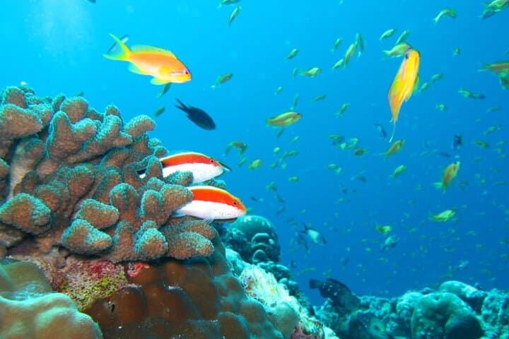 Maldives 3-Spot Snorkeling Adventure: Stingrays, Turtles & Reef Sharks photo 3
