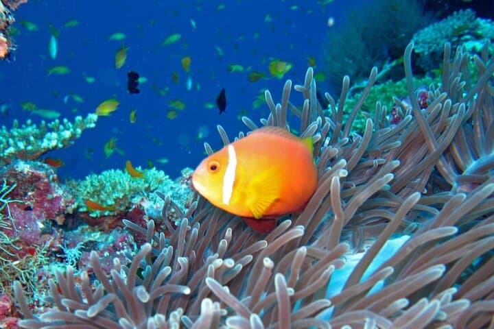 Maldives 3-Spot Snorkeling Adventure: Stingrays, Turtles & Reef Sharks photo 2