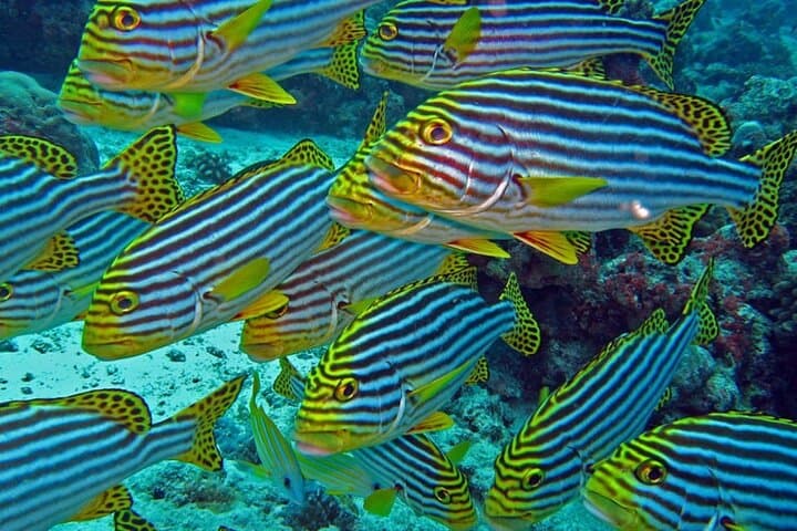 Maldives 3-Spot Snorkeling Adventure: Stingrays, Turtles & Reef Sharks photo 4