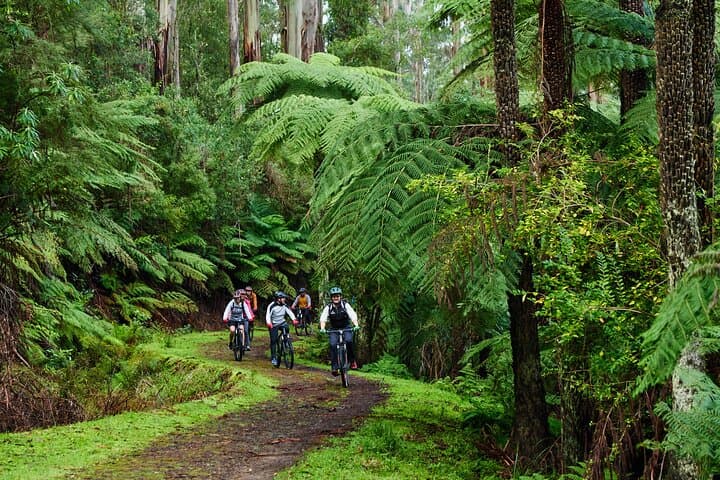 Yarra Valley Redwood Forest Mountain Bike Adventure — O'Shannassy Aqueduct Trail Ride