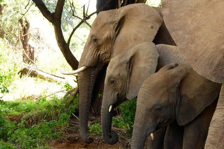 5-Day Aberdares, Ol Pejeta & Samburu Safari — Rhino Conservation, Grevy’s Zebra & Big Five Game Drives photo 5