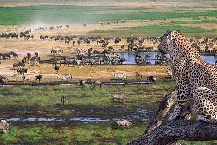 Mikumi National Park Day Safari from Dar es Salaam by SGR Train photo 2