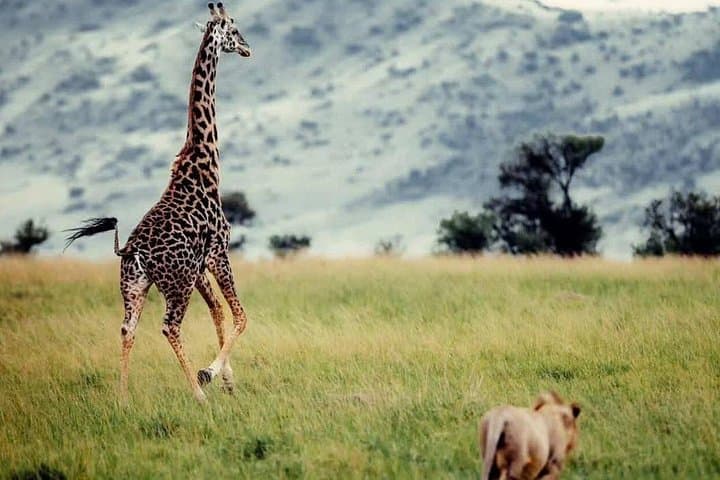 Mikumi National Park Day Safari from Dar es Salaam by SGR Train photo 3
