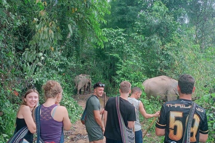 Chiang Mai Afternoon Elephant Observation — Ethical Half-Day Sanctuary Tour photo 2