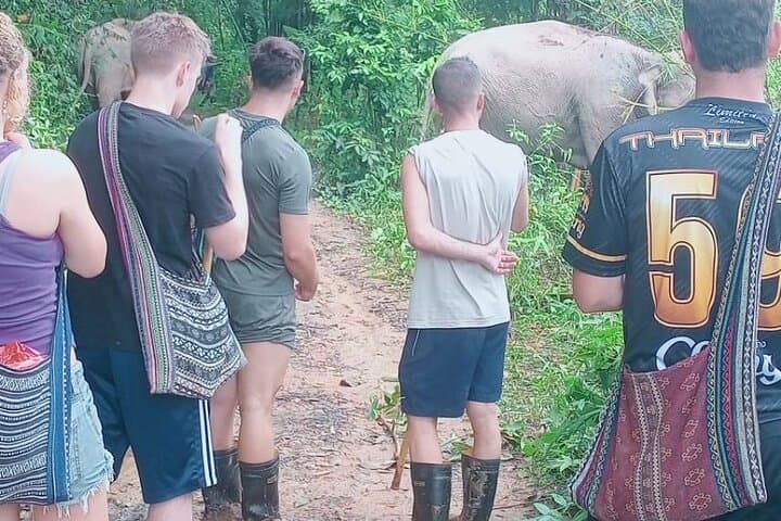 Chiang Mai Afternoon Elephant Observation — Ethical Half-Day Sanctuary Tour photo 3