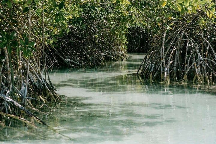 Sian Kaan Day Trip from Tulum — Dolphins, Turtles & Punta Allen photo 6