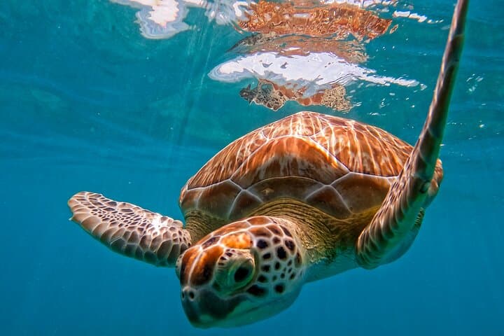 Two-Hour Snorkel on Tulum Reef — Swim with Turtles & Rays photo 3