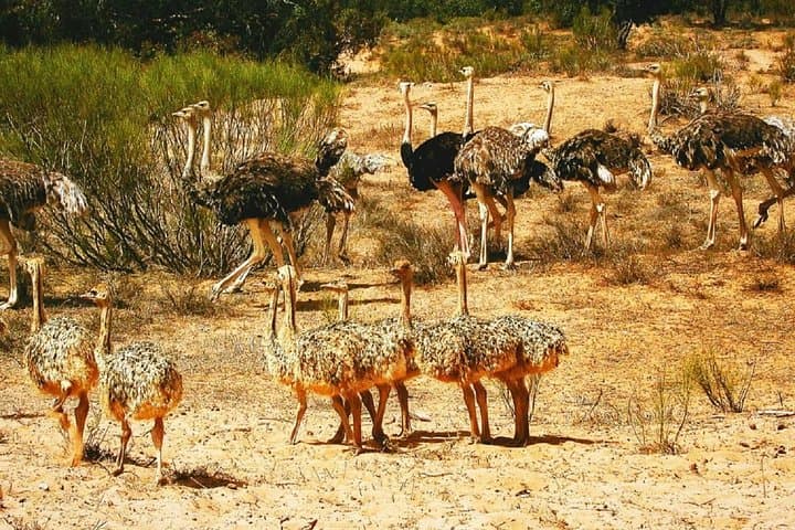 Souss-Massa National Park Half-Day Wildlife Tour from Agadir photo 6