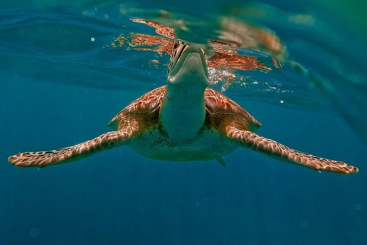 Snorkel the Tulum Reef: 1.5-Hour Boat Trip to Ruins and Turtles photo 1