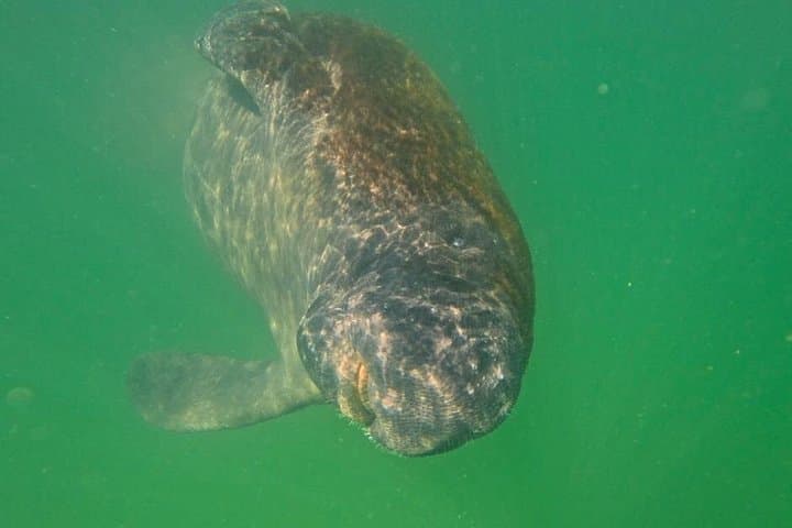 Clear Kayak Mangrove Tunnel Eco Tour — Longboat Key, Sarasota photo 3
