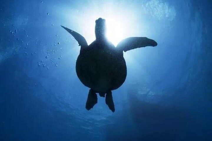 Waikiki Catamaran Turtle Snorkel Sail — Morning Cruise with Guaranteed Green Sea Turtles