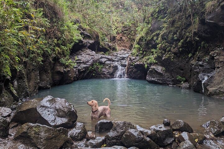 Oahu Guided Waterfall & Tidepool Hike: Waimano, Ka'au Crater, Lulumahu & Makapuu photo 6