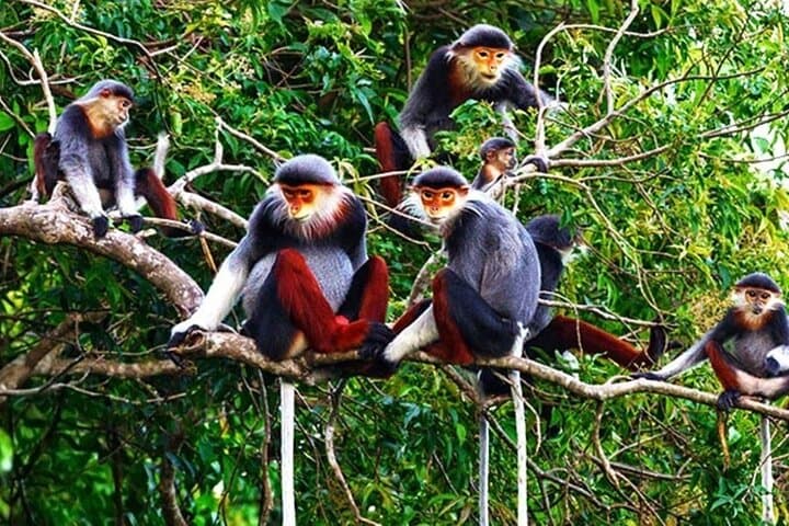 Cuc Phuong & Van Long Day Trip: Primate Rescue, Prehistoric Caves & Sampan Ride photo 4