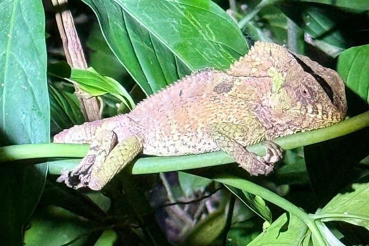 Night Hike in Gandoca-Manzanillo National Wildlife Refuge — Guided Nocturnal Rainforest Walk