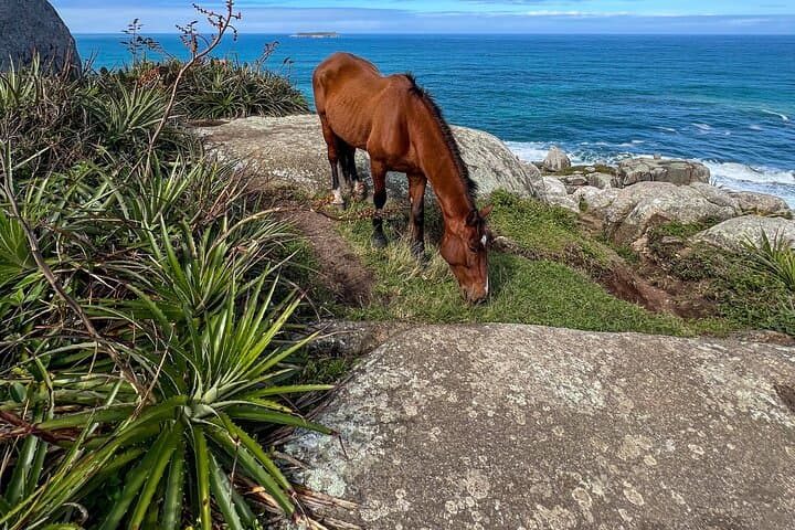 Gravata Trail to Praia da Gravata — Secret Island Hike and Picnic in Florianópolis photo 2