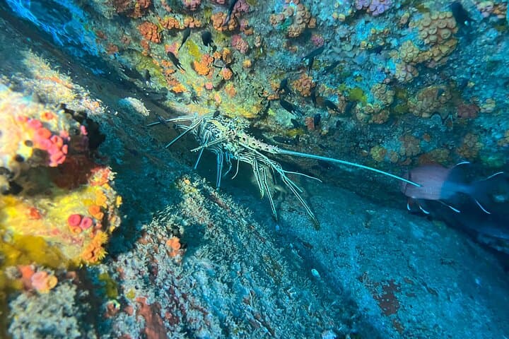 Double Dive Eden Island: Coral Reefs, Wreck and Guided Scuba in Seychelles photo 6