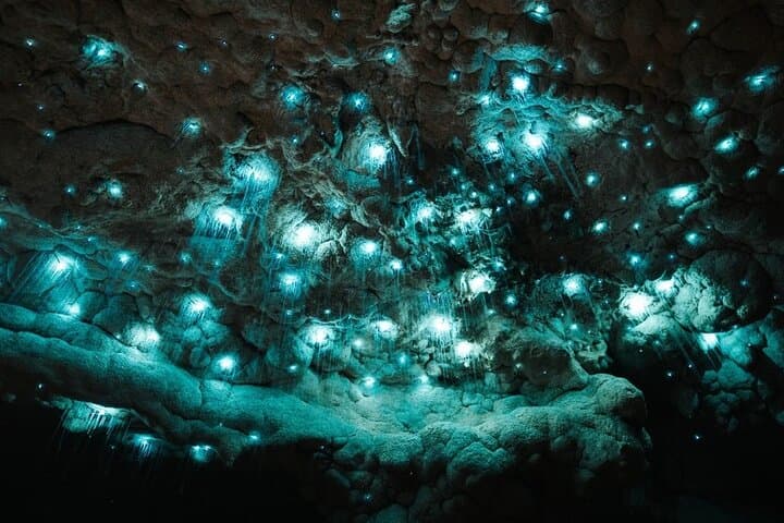 Two-Day Northland: Hole in the Rock Cruise, Waitangi Treaty Grounds & Waipu Glowworm Caves photo 3