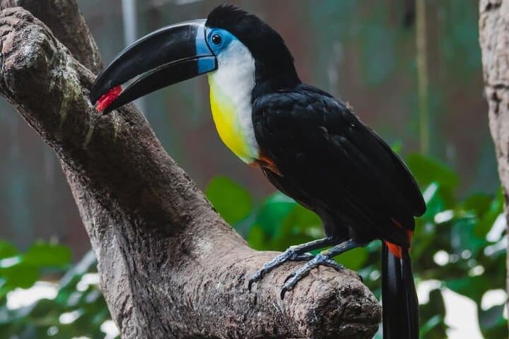 Explore The Green Planet Dubai: Indoor Rainforest Experience in City Walk photo 2