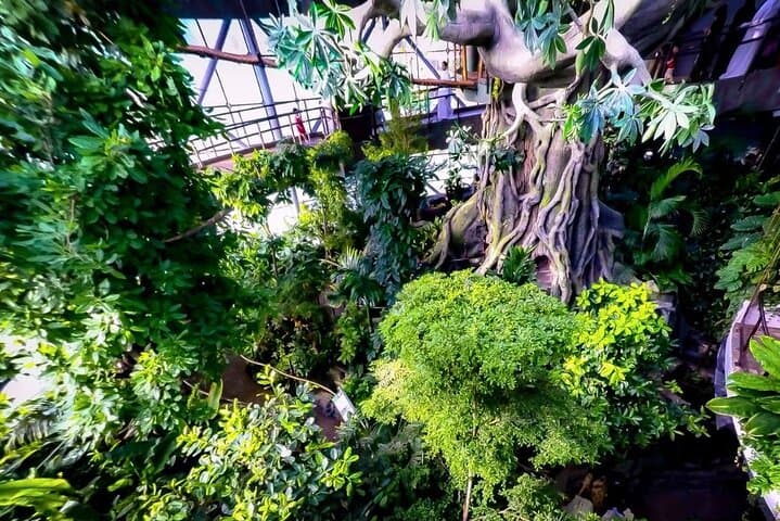 Explore The Green Planet Dubai: Indoor Rainforest Experience in City Walk