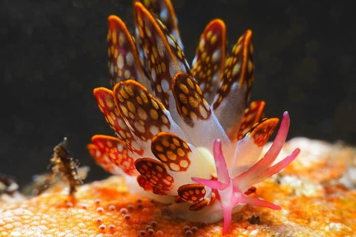 Semporna Night Dive at Buwan Reef — Macro Nightlife, Dinner & Boat Transfer