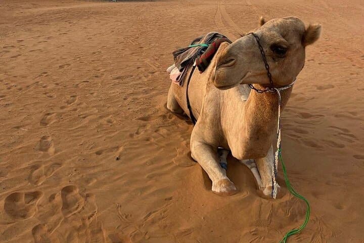 Empty Quarter Desert Safari & Thumrait Bedouin Visit — Sunset Dunes & Wadi Dawkah photo 2