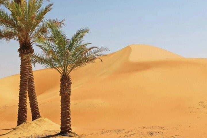 Empty Quarter Desert Safari & Thumrait Bedouin Visit — Sunset Dunes & Wadi Dawkah photo 6
