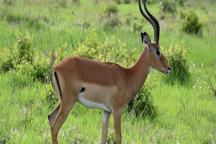 Mikumi in a Day: SGR Train Safari from Dar es Salaam