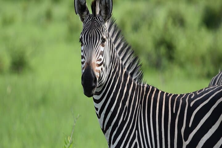 Mikumi in a Day: SGR Train Safari from Dar es Salaam photo 2