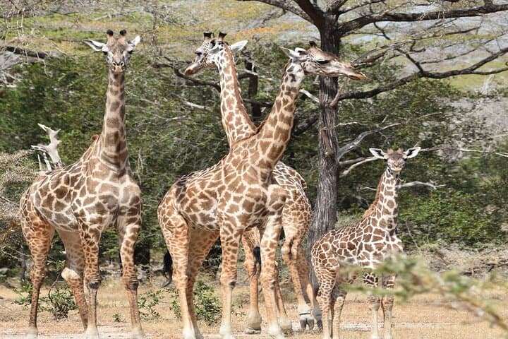 Mikumi in a Day: SGR Train Safari from Dar es Salaam photo 3