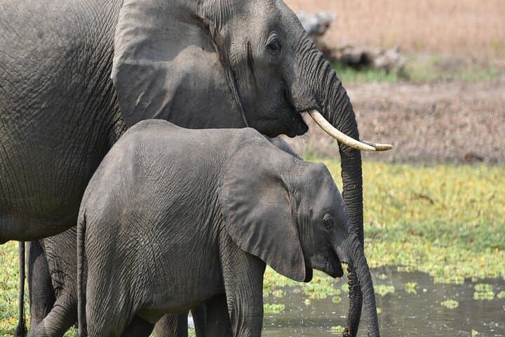 Mikumi in a Day: SGR Train Safari from Dar es Salaam photo 4