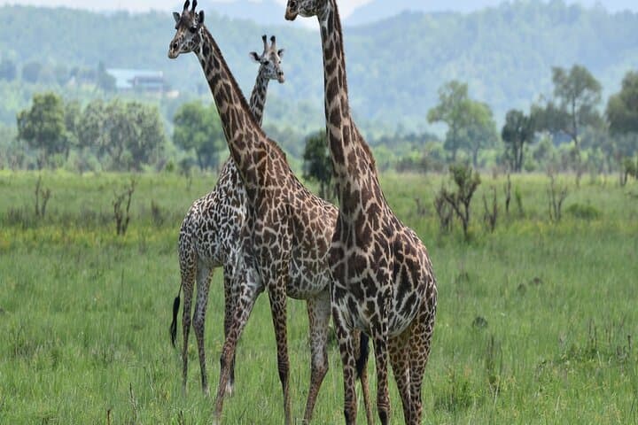 Mikumi in a Day: SGR Train Safari from Dar es Salaam photo 5