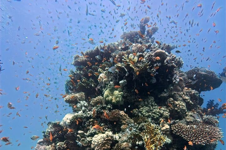 Hurghada PADI Open Water Diver Course: 3-Day Red Sea Certification with eLearning photo 6